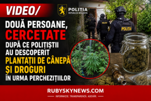 VIDEO/Hîncești: Două persoane, cercetate după ce polițiștii au descoperit plantații de cânepă și droguri în urma perchezițiilor