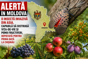 „Alertă în Moldova: o insectă invazivă din Asia, capabilă să distrugă vița-de-vie și pomii fructiferi, depistată pentru prima dată la Chișinău”.