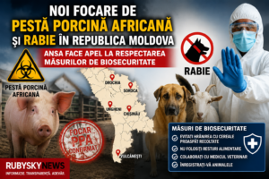 Noi focare de pestă porcină africană și rabie în Republica Moldova. ANSA face apel la respectarea măsurilor de biosecuritate